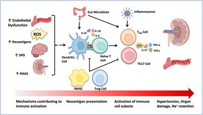 Pathophysiology and genetics of salt-sensitive hypertension